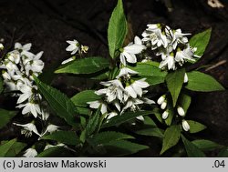 Deutzia gracilis (żylistek wysmukły)