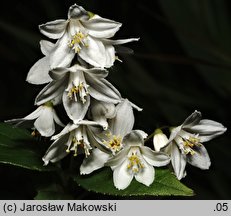 Deutzia gracilis (żylistek wysmukły)