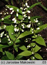 Deutzia gracilis (żylistek wysmukły)