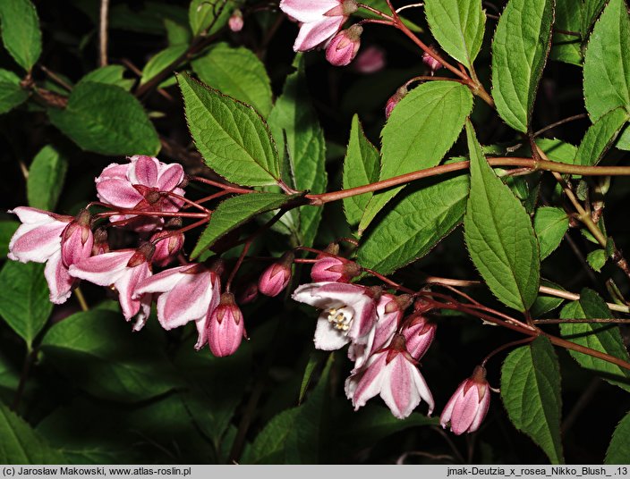 Deutzia ×rosea Nikko Blush