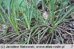 Dianthus carthusianorum