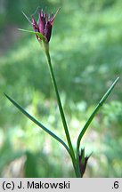 Dianthus carthusianorum