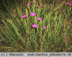 Dianthus deltoides (goździk kropkowany)