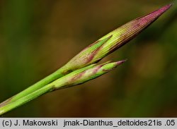 Dianthus deltoides (goździk kropkowany)