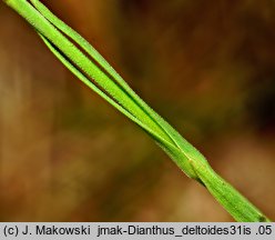 Dianthus deltoides (goździk kropkowany)