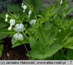 Dicentra spectabilis (serduszka okazałe)