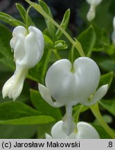 Dicentra spectabilis (serduszka okazałe)