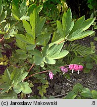 Dicentra spectabilis