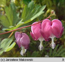 Dicentra spectabilis