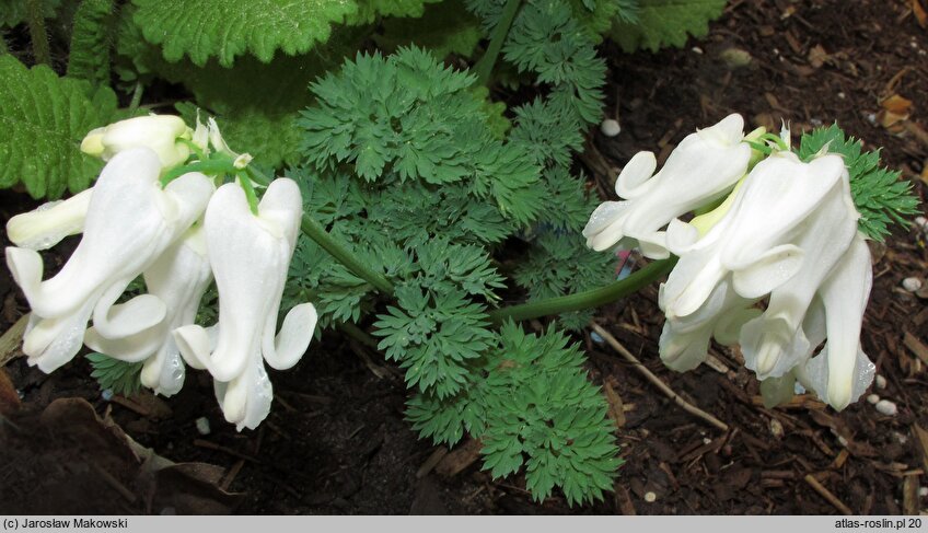 Dicentra Ivory Hearts