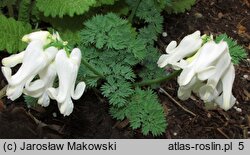 Dicentra Ivory Hearts