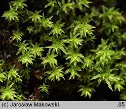 Dichodontium pellucidum (dwurożek przeświecający)