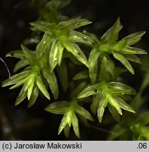 Dichodontium pellucidum (dwurożek przeświecający)