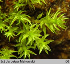 Dichodontium pellucidum (dwurożek przeświecający)