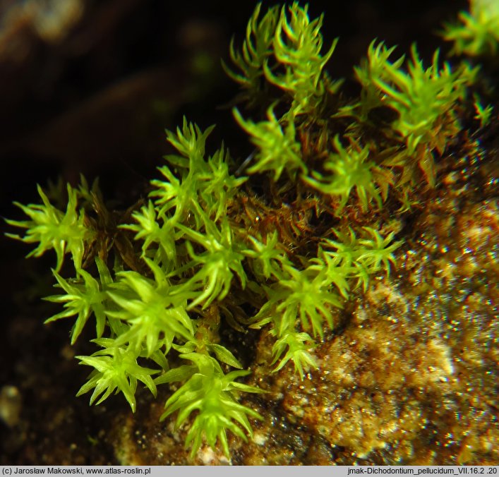 Dichodontium pellucidum (dwurożek przeświecający)