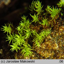 Dichodontium pellucidum (dwurożek przeświecający)
