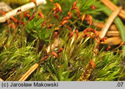 Dicranella heteromalla (widłoząbek włoskowy)