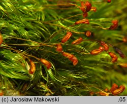 Dicranella heteromalla (widłoząbek włoskowy)