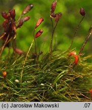 Dicranella heteromalla (widłoząbek włoskowy)