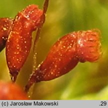 Dicranella heteromalla (widłoząbek włoskowy)