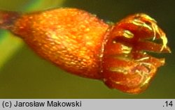 Dicranella heteromalla (widłoząbek włoskowy)