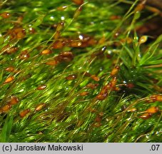 Dicranella heteromalla (widłoząbek włoskowy)