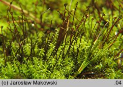 Diobelonella palustris (krokiewka bagienna)