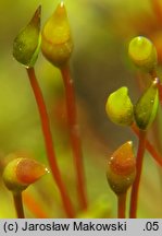 Diobelonella palustris (krokiewka bagienna)