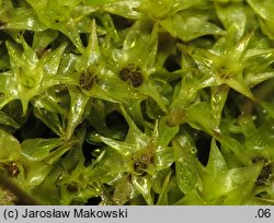 Diobelonella palustris (krokiewka bagienna)