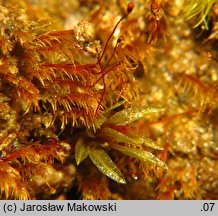 Dicranella rufescens (widłoząbek rudawy)