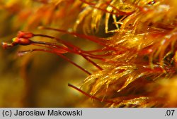 Dicranella rufescens (widłoząbek rudawy)