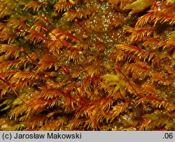 Dicranella rufescens (widłoząbek rudawy)