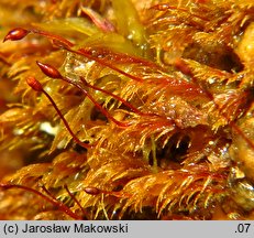 Dicranella rufescens (widłoząbek rudawy)