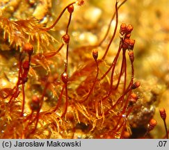 Dicranella rufescens (widłoząbek rudawy)