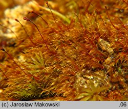 Dicranella rufescens (widłoząbek rudawy)