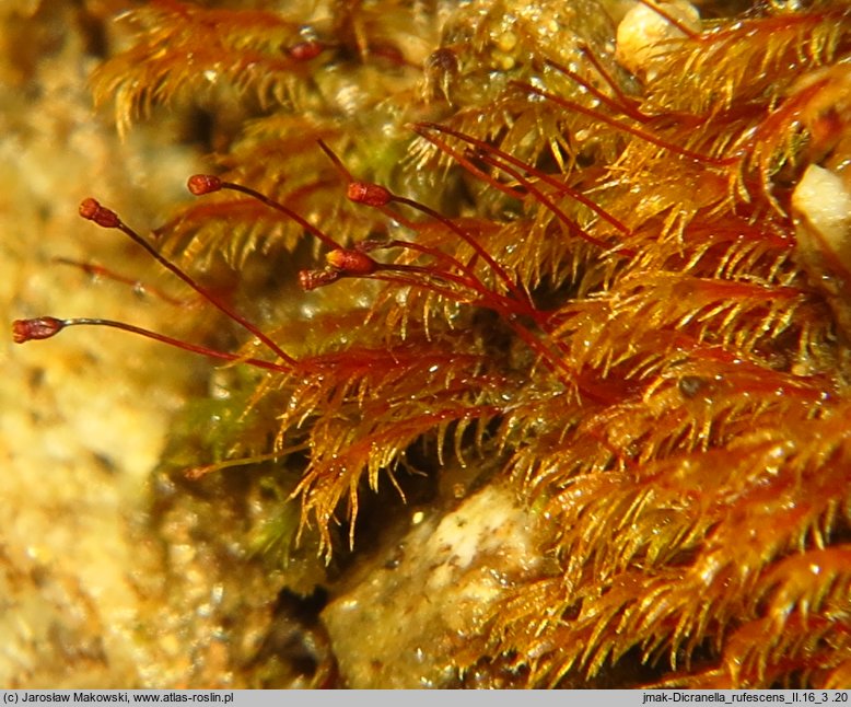 Dicranella rufescens (widłoząbek rudawy)