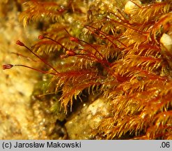 Dicranella rufescens (widłoząbek rudawy)