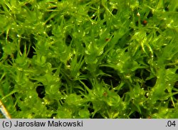 Dicranella schreberiana (widłoząbek Schrebera)