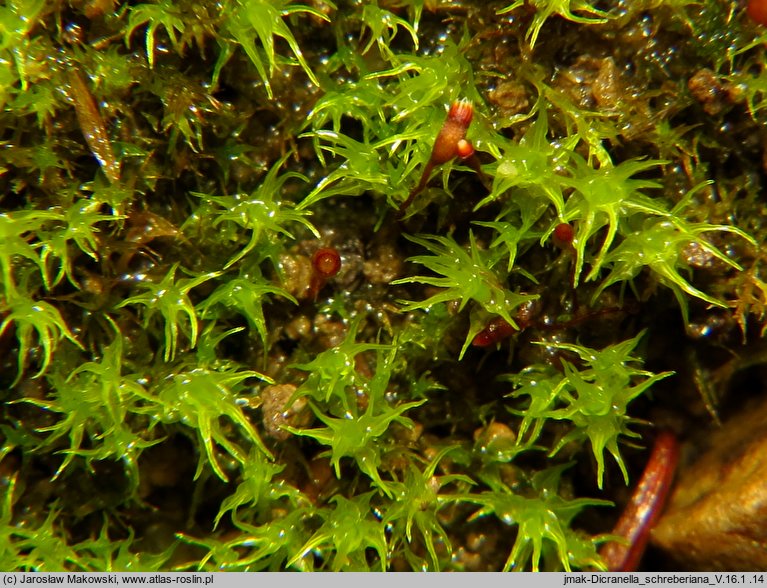 Dicranella schreberiana (widłoząbek Schrebera)