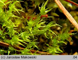 Dicranella schreberiana (widłoząbek Schrebera)