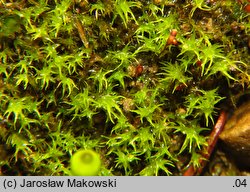 Dicranella schreberiana (widłoząbek Schrebera)