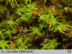 Dicranella schreberiana (widłoząbek Schrebera)