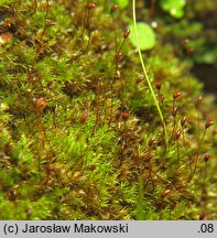 Dicranella varia (widłoząbek zmienny)