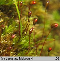 Dicranella varia (widłoząbek zmienny)