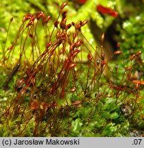 Dicranella varia (widłoząbek zmienny)