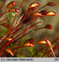 Dicranella varia (widłoząbek zmienny)