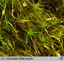 Dicranodontium denudatum (zwiesiniec długodzióbkowy)