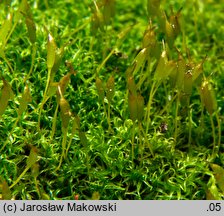 Dicranoweisia cirrata (kędzierzawiec wąsaty)