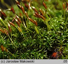 Dicranoweisia cirrata (kędzierzawiec wąsaty)