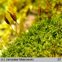 Dicranoweisia cirrata (kędzierzawiec wąsaty)